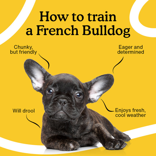 French Bulldog sitting attentively during a training session, receiving a treat as positive reinforcement. Training your French Bulldog with patience and consistency builds a strong bond and fosters positive behavior