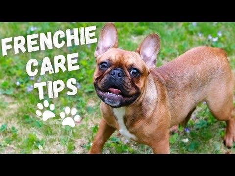 Comprehensive guide to French Bulldog care: essential tips for ensuring the well-being and optimal health of your French Bulldog. Discover the best practices for French Bulldog Care and ensure a happy, healthy life for your adorable companion