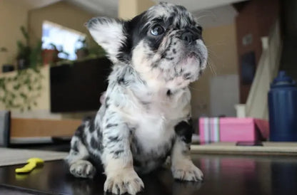 Female fluffy french bulldog puppy, 11 weeks. - Premium Frenchies Puppies