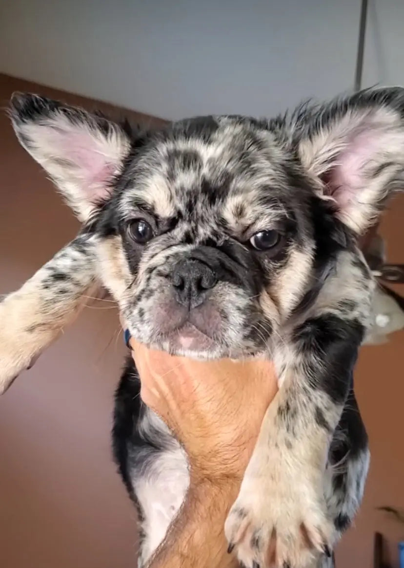 Female fluffy french bulldog puppy, 11 weeks. - Premium Frenchies Puppies