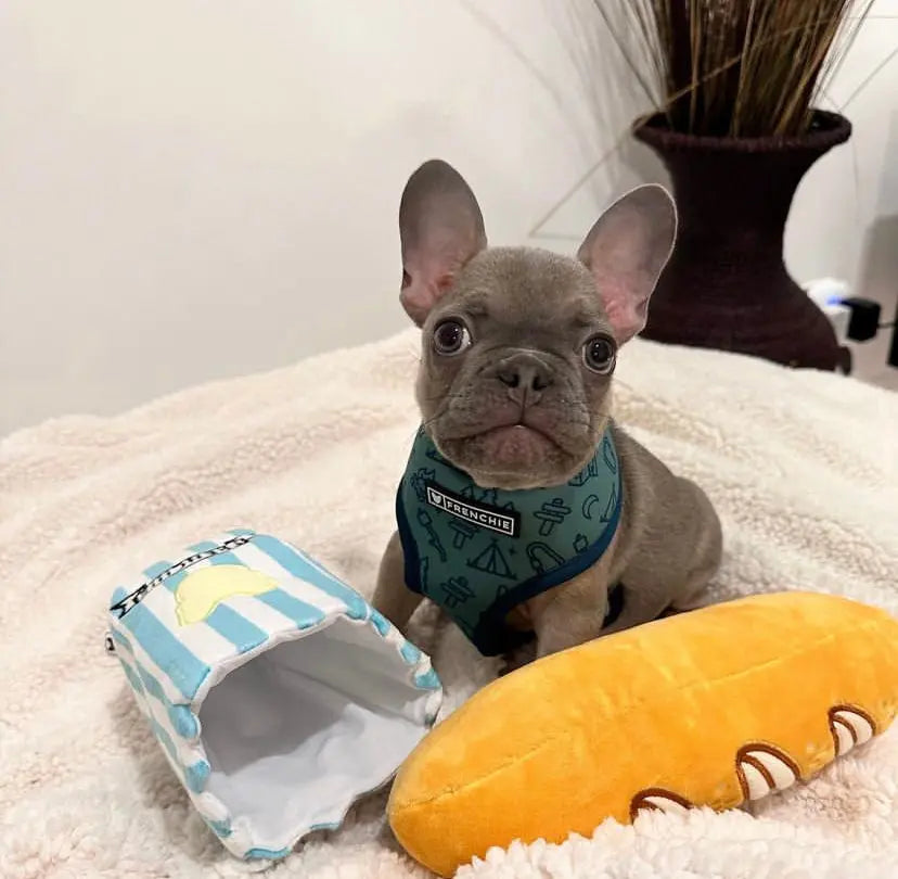 BROOKLYN - Premium Frenchies Puppies