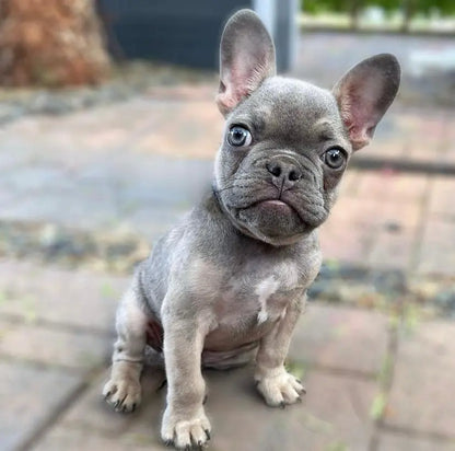 BROOKLYN - Premium Frenchies Puppies